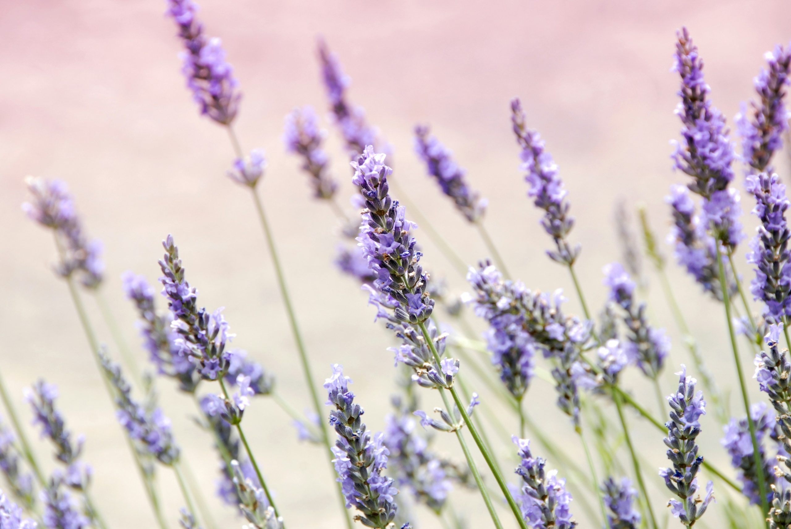 You are currently viewing Lavanda: beneficii, proprietăți, istoric și utilizare