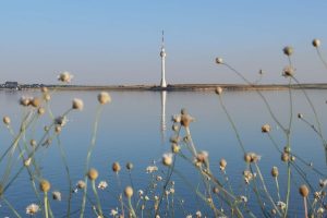 Read more about the article Biodiversitatea Lacului Techirghiol: un ecosistem sărat plin de viață